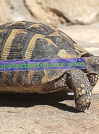 Foto: Želví plaz na zvířatech
