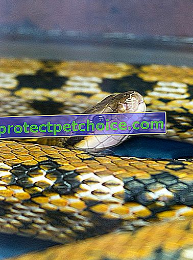Фото: змія породи змій на домашніх тваринах