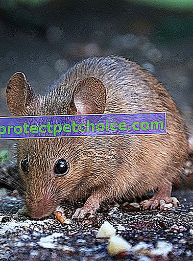 Foto: roedor de raza ratón en mascotas