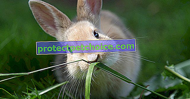 Alimentos peligrosos para conejos