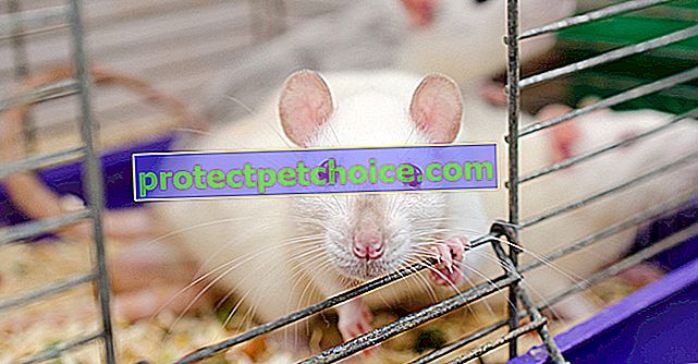 Niezbędne akcesoria do klatki na szczury