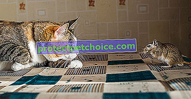Сожительство кошки и мышки