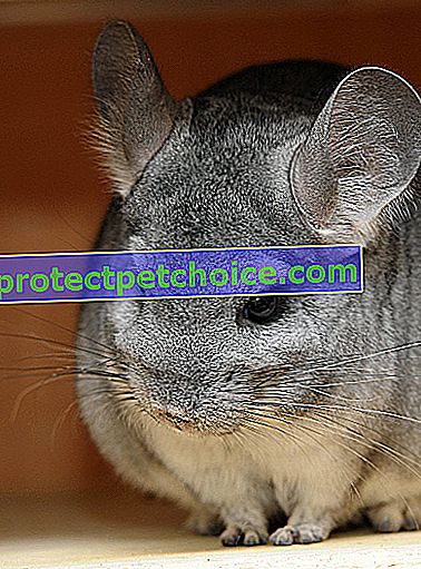 Foto: roedor chinchilla en mascotas