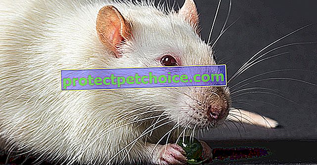 Nebezpečné potraviny pro krysy