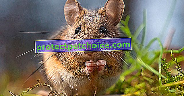Hrana koja je opasna za miševe